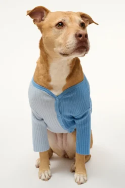 STAUD PET SHOKO SWEATER | PERIWINKLE MULTI> Pet Clothing
